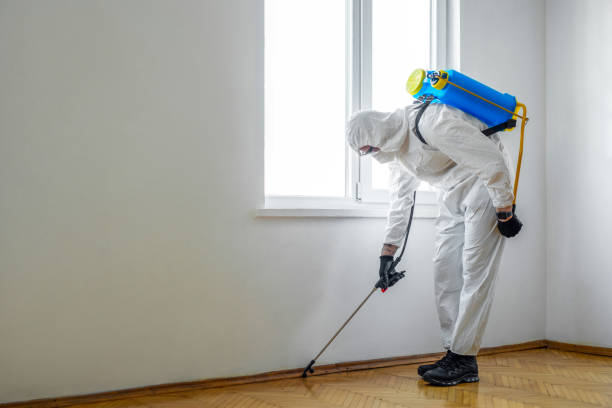 Wasp Removal Services