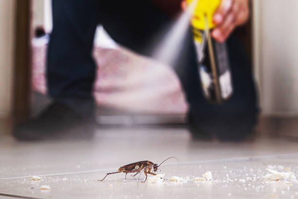 Best Insect Control  in Telluride, CO